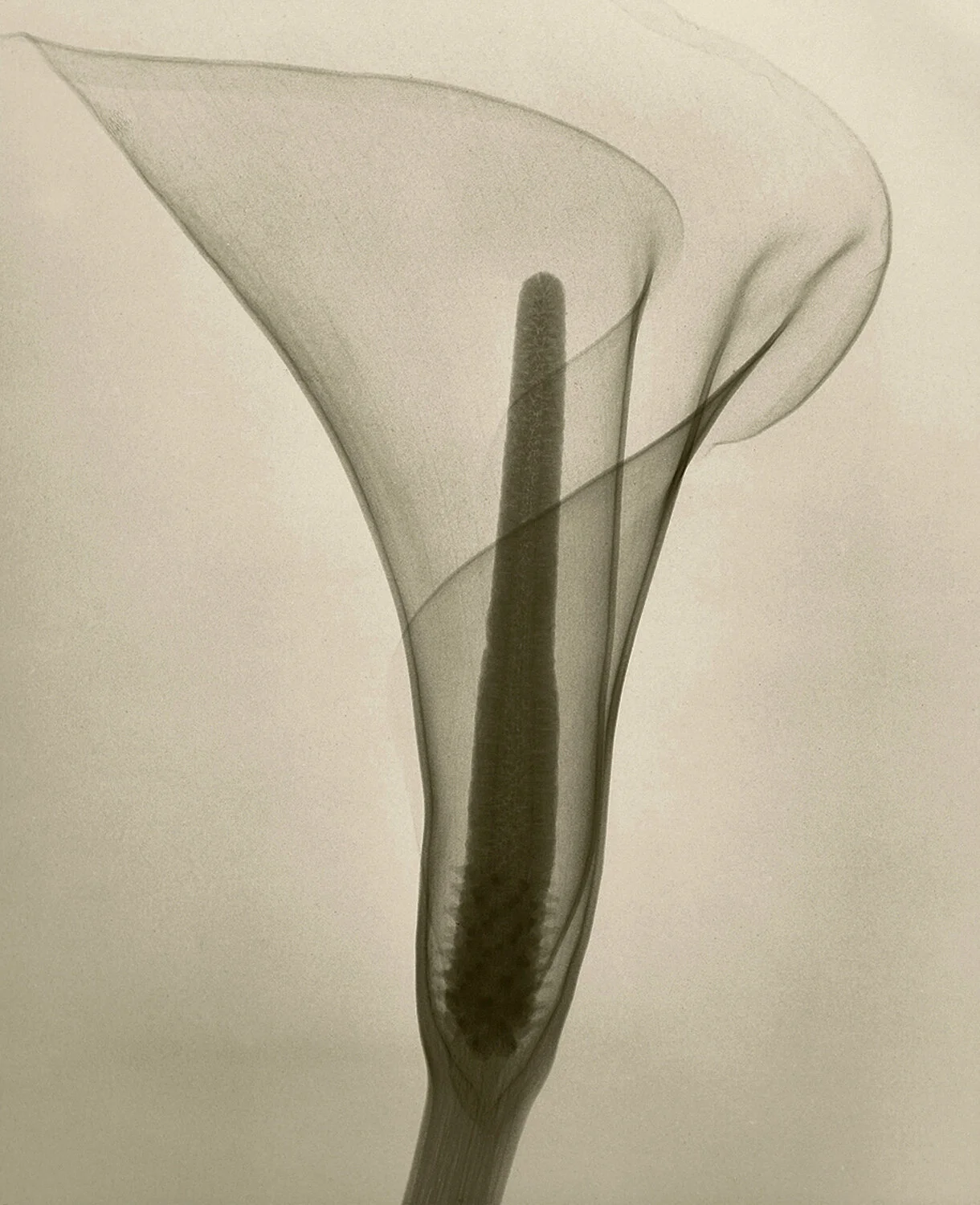 Paul Ickovic, Photographs — Stinehour Editions